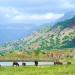 دشت شیمبار خوزستان؛ دشتی به شیرینی بهار