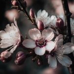 دانلود اهنگ الان چند شبه که منو ول کرده – هوش مصنوعی