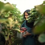 کشت توت فرنگی روستای درونک بهبهان