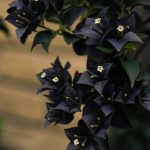 دانلود آهنگ مهدیار کی پی و سیا و ددی و کلمب بازم کلان