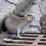 فعالیت ۲۲۰ نیروی تخصصی برای مقابله با جانوران موذی شهر/ قانون مفاهیم مربوط به «سگ‌گردانی» را شفاف مشخص کند