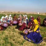 زعفران‌چینی در قلعه‌بالا؛ آیینی در پیوند زنانه، طبیعت و فرهنگ روستا