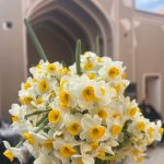 بهار گل نرگس در زمستان کویر