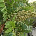 آماده‌سازی ۳ پرونده طبیعی استان ایلام برای ثبت در فهرست آثار ملی