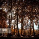 چنارهای سرخ‌پوش پهلوان‌پور