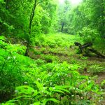 دانلود آهنگ گرشا رضایی جوجه های ده روزه جنگلی میسوزه